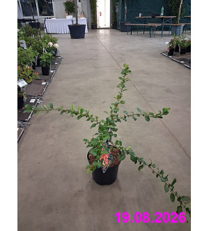 Chaenomeles 'Cido'® C 2,5 L